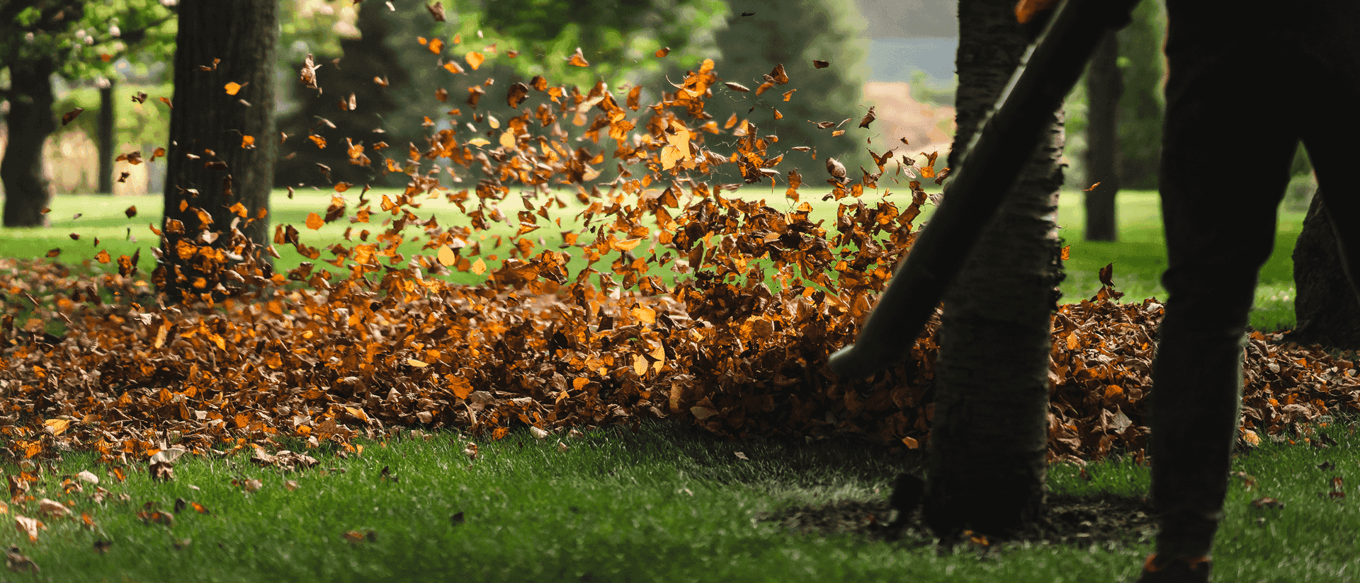 Fall cleanup with leaves being blown